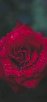 nv54-rose-red-flower-nature