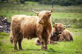 scottish highland cattle a hardy