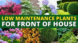 5 best low maintenance plants for front