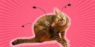 how to tell if a cat has fleas
