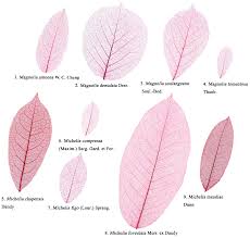 ratio of leaf width to length