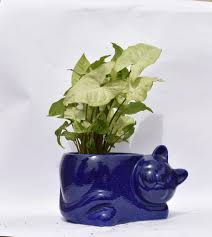 Syngonium With Ceramic Garden Pot For