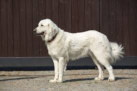 great pyrenees breed information guide