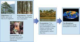 Levels of Ecological Research | Biology for Majors II