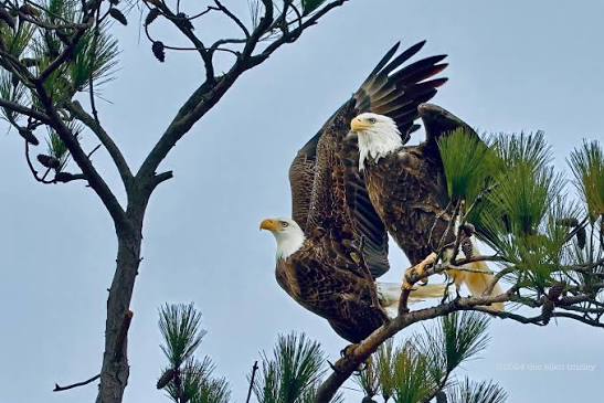 Bald eagles thrive in cold and windy weather