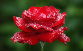 hd wallpaper red rose flower