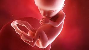 Fetal Development Baby Digestive System
