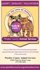 Search local classified ads at classifiedadslocal.com! Pets For Adoption At Pinellas County Animal Services In Largo Fl Petfinder