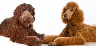 labradoodle poodle mix breed traits and