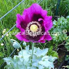 Check spelling or type a new query. Persian Blue Papaver Somniferum Poppy Seeds Organical Botanicals
