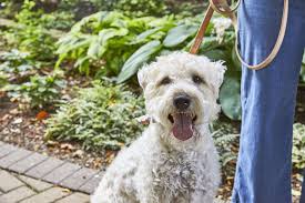 urinary tract infection in dogs how to