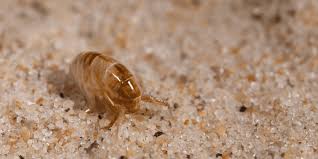 how to get rid of sand fleas insectek