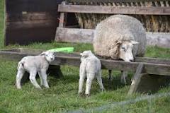 are-sheep-expensive-to-keep