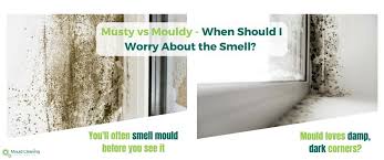 Mould Smell In The House How To Find