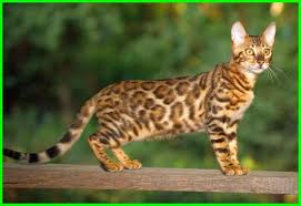 Apa hukum jual beli kucing ? Kucing Bengal Bertubuh Besar Dengan Bulunya Yang Berbintik Khas Dunia Fauna Hewan Binatang Tumbuhan