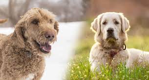 Goldendoodle Vs Golden Retriever Which One Is Your Perfect