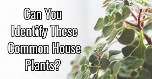 Rd.com knowledge facts you might think that this is a trick science trivia question. Can You Identify These Common House Plants Quizpug