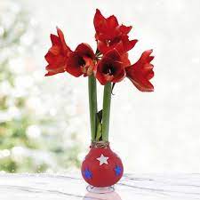 Star Spangled Waxed Amaryllis Flower Bulb With Stand No Water - Etsy