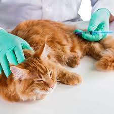 Chicago Cat Clinic gambar png