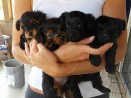 Maybe you would like to learn more about one of these? Yorkie Poo Puppies Ready July 25 For Sale In Fort Wayne Indiana Classified Americanlisted Com