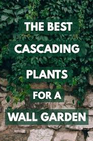 best cascading plants for a wall garden