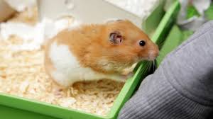 Hamster Back From The Dead Digs Her Way