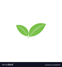 green tea leaf icon royalty free vector