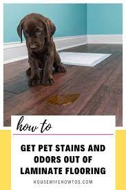 clean pet sns on laminate floors