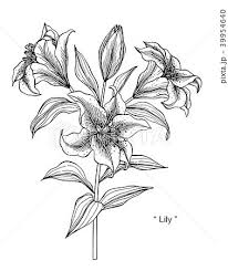 lily flower drawing ilration のイラス