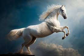 white horse is on a blue sky background