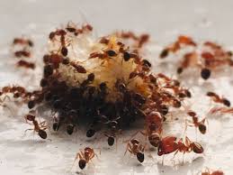 how to get rid of ants 9 effective