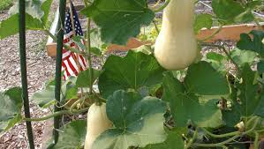Ready to grow some winter squash? Spring Is Time To Think About Growing Winter Squash