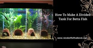 This is just a quick picture tutorial about how one goes about making tank dividers for your aquarium (although i bet it'd work for a terrarium too, don't know, never tried it with a tank full of the scalies). How To Make A Divided Tank For Betta Fish Nice Betta Thailand Co Ltd