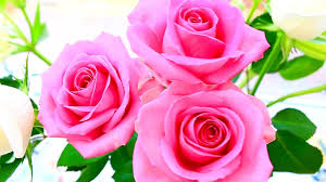 4k most beautiful rose flowers