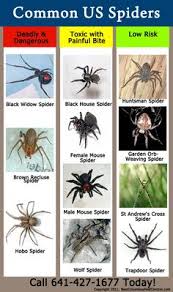 34 Best Spider Bites Images In 2019 Spider Bites Spider