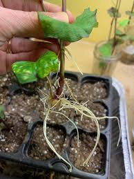 starting sweet potatoes timing