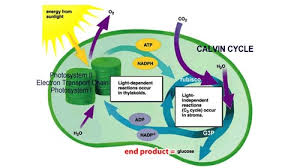 Atp, nadph, oxygen | glucose. Photosynthesis Cellular Respiration Bulkowski Flashcards Quizlet