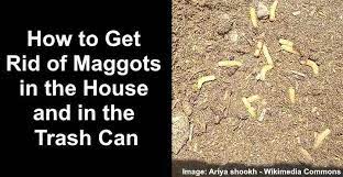 maggots 7 ways to get rid