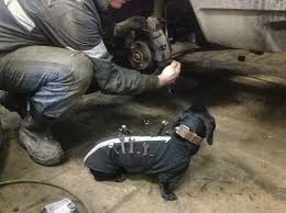 Mechanics Dachshund Becomes His Ultimate Assistant When He