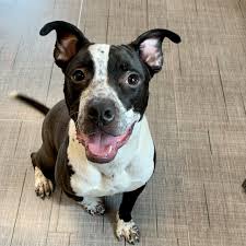 Potential adopters are asked to complete our adoption profile, which serves as a conversation starter when you meet with a pet and adoption counselor. Adopt A Pet Hinsdale Humane Society