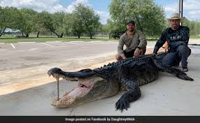 Hunters Catch Giant "Once In A Lifetime" 14-Foot Long Alligator In Texas