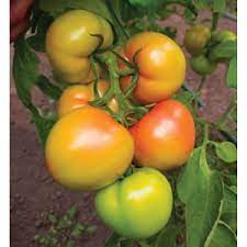 Выращивание томата Курносик