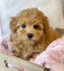 cavoodle puppies for re homing near me
