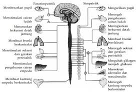 Avertebrata, sistem gerak pada hewan, vertebrata. Sistem Saraf Manusia Pusat Tepi Otonom Susunan Fungsi Gangguan