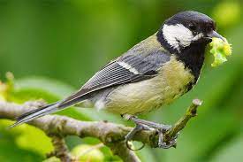 Vögel im garten richtig bestimmen steckbriefe und stimmen der 30 häufigsten vögel in ihrem garten. Vogel Im Garten Nabu