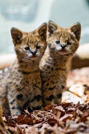 The savannah are a cross breed of the wild serval cat of africa and a. Serval Kittens Cats Know Your Meme
