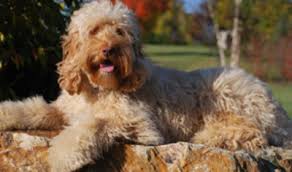 I am honored and blessed to call american goldendoodle my family because you began my recovery with your fur babies that i love and treasure every minute of my life. Breeders Pennsylvania