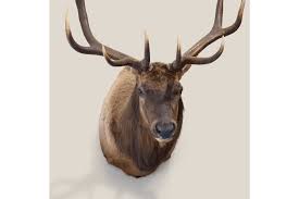 elk wildlife mounts furcanada