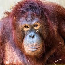 Monkeys, monkeys, and more monkeys!quiz 1. Orangutan Quiz Trivia Questions And Answers Free Online Printable Quiz Without Registration Download Pdf Multiple Choice Questions Mcq