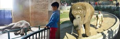 Lahore Zoo s only elephant  Suzi dies   Pakistan   DAWN COM SP ZOZ   ukowo